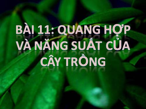 Bài 11. Quang hợp và năng suất cây trồng