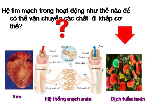 Bài 19. Tuần hoàn máu (tiếp theo)