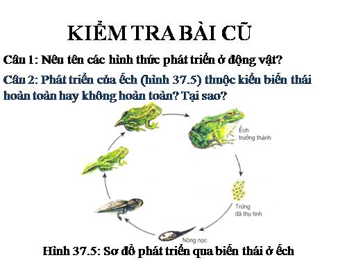 Bài 38. Các nhân tố ảnh hưởng đến sinh trưởng và phát triển ở động vật