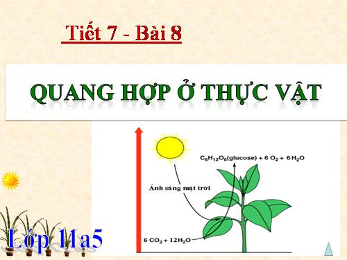 Bài 8. Quang hợp ở thực vật