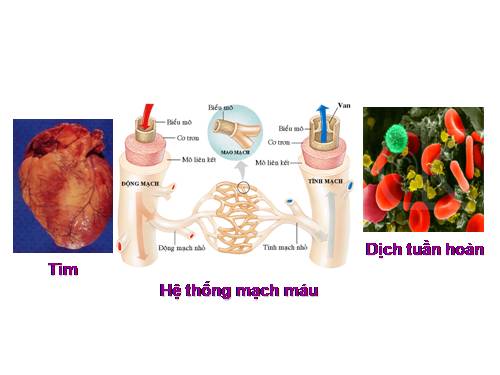 Bài 18. Tuần hoàn máu