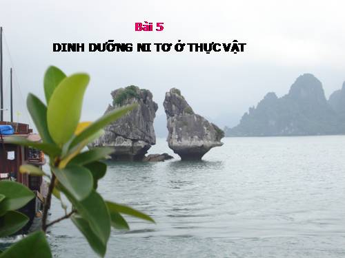 Bài 5. Dinh dưỡng nitơ ở thực vật