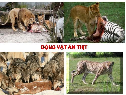 Bài 16. Tiêu hoá ở động vật (tiếp theo)