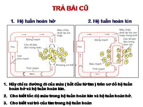 Bài 19. Tuần hoàn máu (tiếp theo)