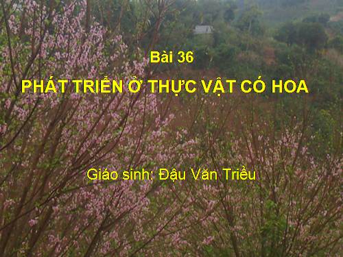 Bài 36. Phát triển ở thực vật có hoa