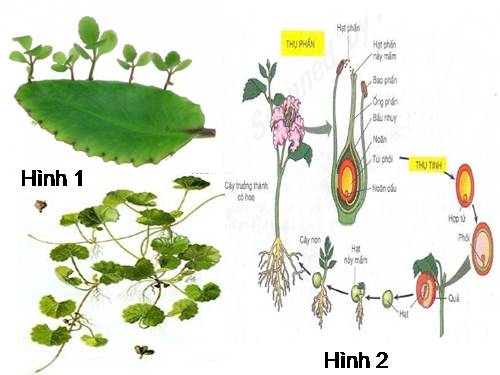 Bài 42. Sinh sản hữu tính ở thực vật