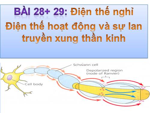 Bài 28. Điện thế nghỉ