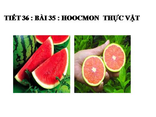 Bài 35. Hoocmôn thực vật