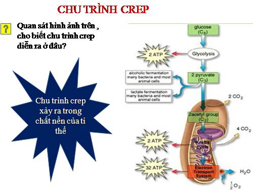 Bài 12. Hô hấp ở thực vật