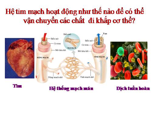 Bài 19. Tuần hoàn máu (tiếp theo)