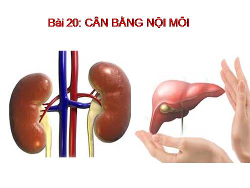 Bài 20. Cân bằng nội môi