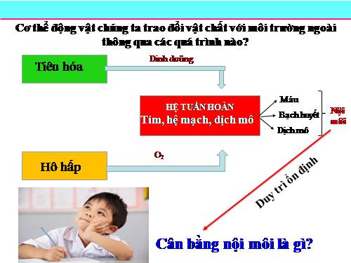 Bài 20. Cân bằng nội môi