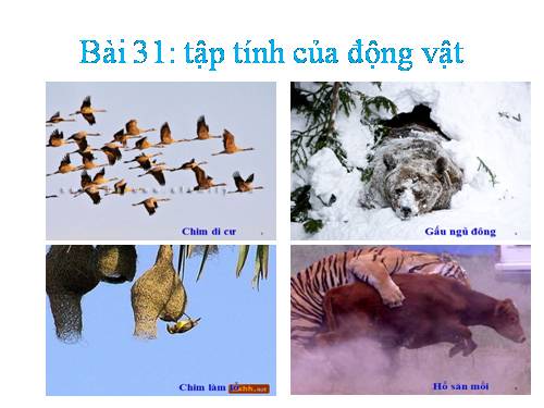 Bài 31. Tập tính của động vật