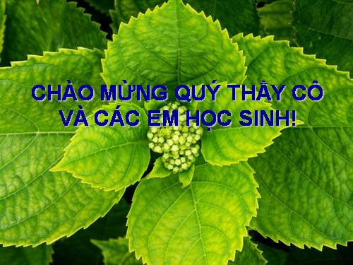 Bài 10. Ảnh hưởng của các nhân tố ngoại cảnh đến quang hợp