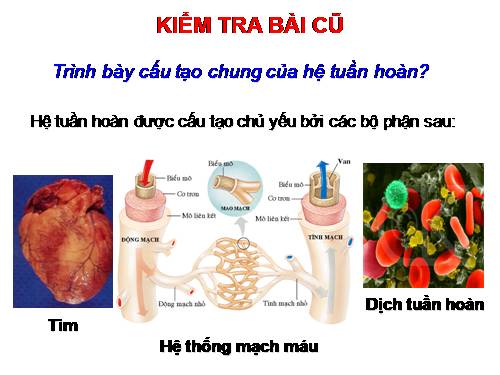 Bài 19. Tuần hoàn máu (tiếp theo)