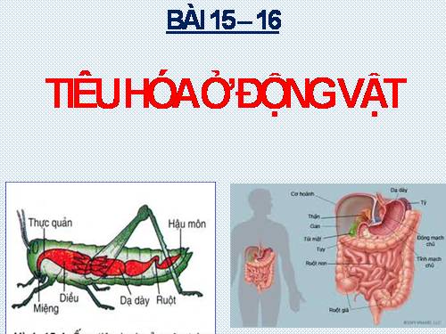 Bài 15. Tiêu hoá ở động vật