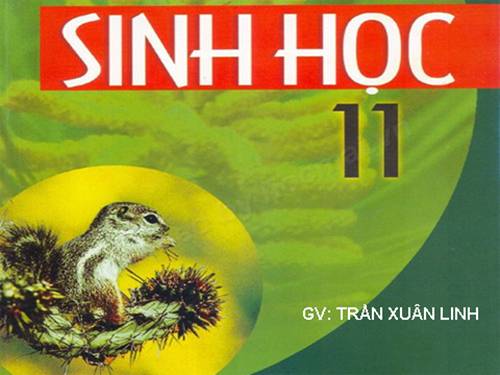 Bài 35. Hoocmôn thực vật