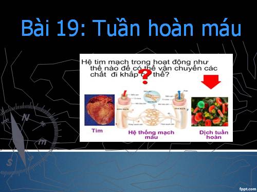 Bài 19. Tuần hoàn máu (tiếp theo)