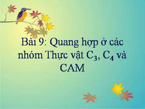 Bài 9. Quang hợp ở các nhóm thực vật C3, C4 và CAM