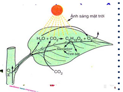 Bài 8. Quang hợp ở thực vật