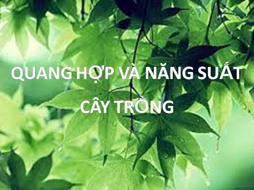 Bài 11. Quang hợp và năng suất cây trồng