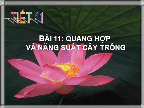 Bài 11. Quang hợp và năng suất cây trồng