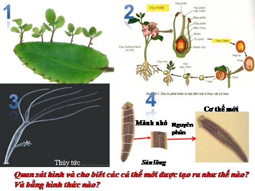 Bài 44. Sinh sản vô tính ở động vật