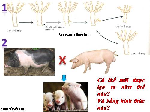 Bài 45. Sinh sản hữu tính ở động vật