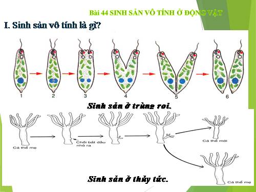 Bài 44. Sinh sản vô tính ở động vật