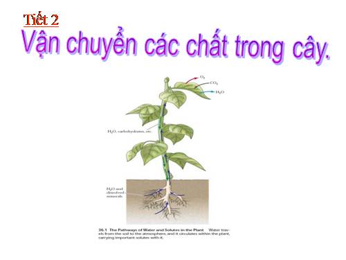 Bài 2. Vận chuyển các chất trong cây