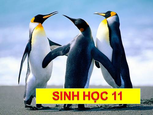 Bài 45. Sinh sản hữu tính ở động vật