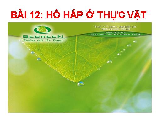 Bài 12. Hô hấp ở thực vật