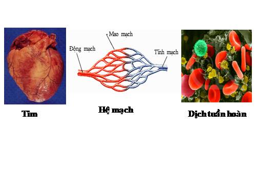 Bài 19. Tuần hoàn máu (tiếp theo)