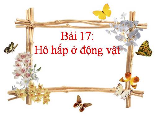 Bài 17. Hô hấp ở động vật