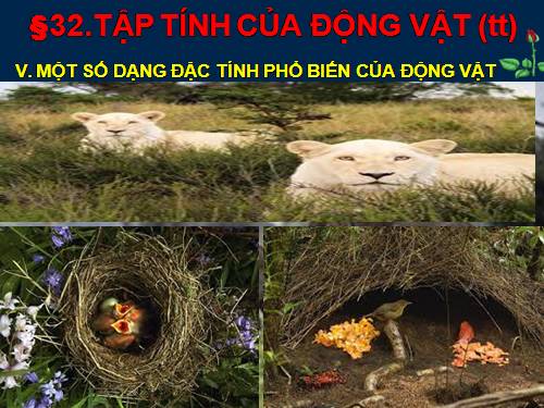 Bài 31. Tập tính của động vật