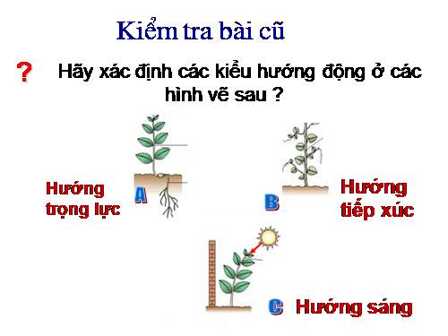 Bài 24. Ứng động