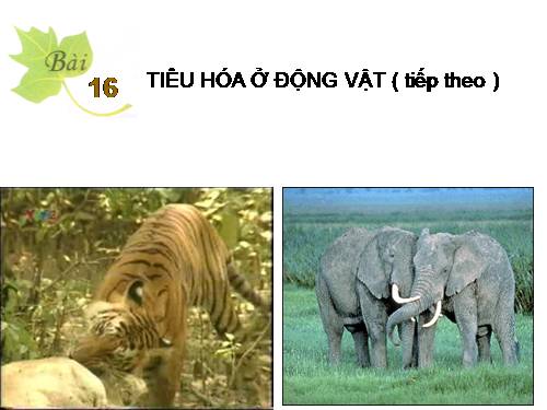 Bài 16. Tiêu hoá ở động vật (tiếp theo)