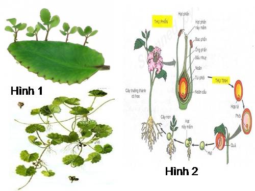 Bài 42. Sinh sản hữu tính ở thực vật