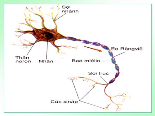 Bài 30. Truyền tin qua xináp