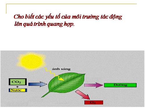 Bài 10. Ảnh hưởng của các nhân tố ngoại cảnh đến quang hợp