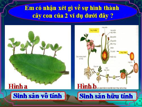 Bài 42. Sinh sản hữu tính ở thực vật