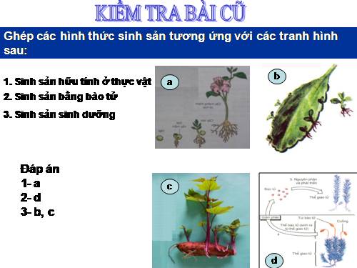 Bài 44. Sinh sản vô tính ở động vật