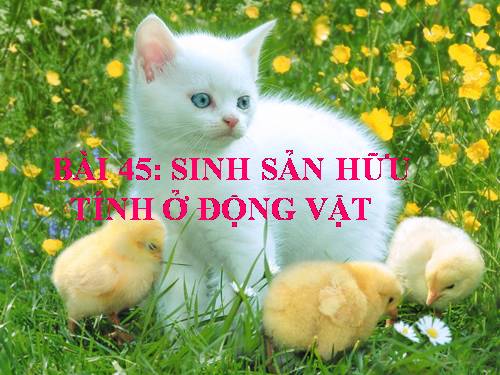 Bài 45. Sinh sản hữu tính ở động vật