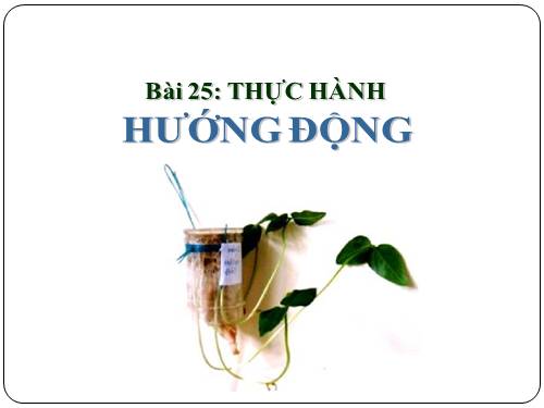 Bài 25. Thực hành: Hướng động