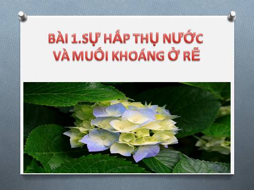 Bài 1. Sự hấp thụ nước và muối khoáng ở rễ