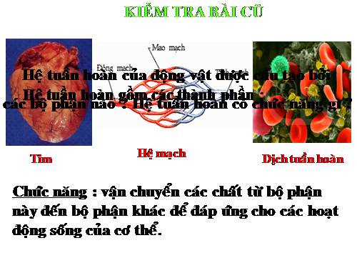 Bài 19. Tuần hoàn máu (tiếp theo)