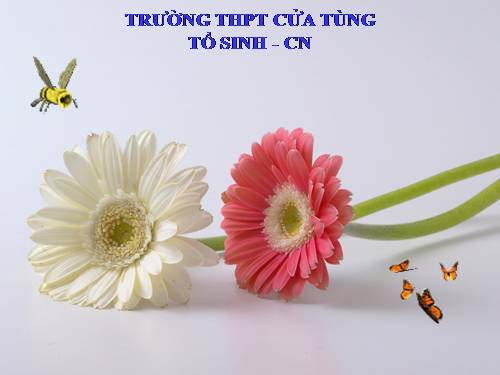 Bài 8. Quang hợp ở thực vật