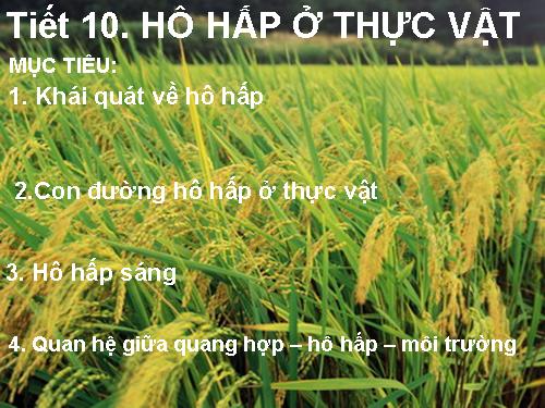 Bài 12. Hô hấp ở thực vật