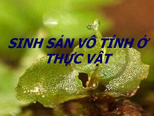 Bài 41. Sinh sản vô tính ở thực vật