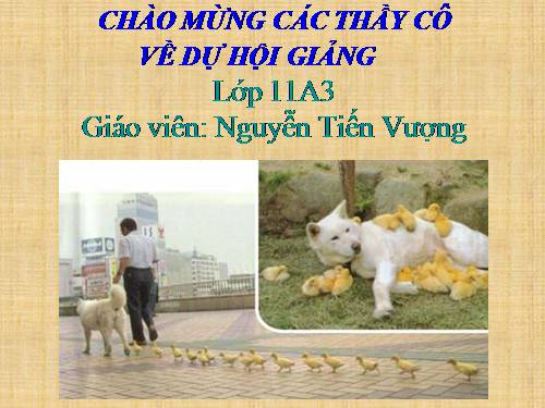 Bài 32. Tập tính của động vật (tiếp theo)